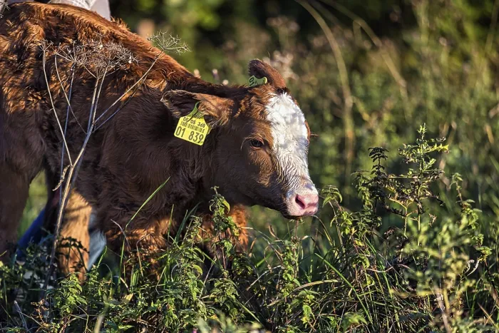 Framed Print : Newborn calf of a cow goes to the meadow