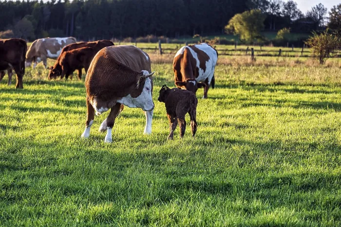Framed Print : Newborn calf and cow in the meadow Framed Print : Newborn calf and cow in the meadow