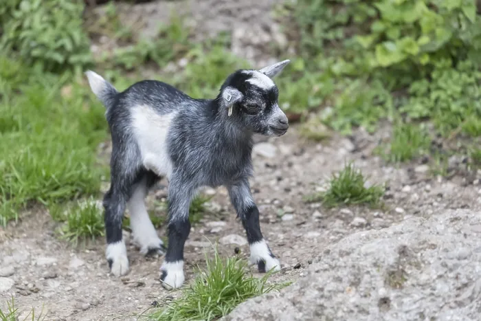Framed Print : One newborn Pygmy goat, Capra hircus