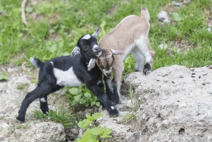 Framed Print : Two newborn Pygmy goat, Capra hircus