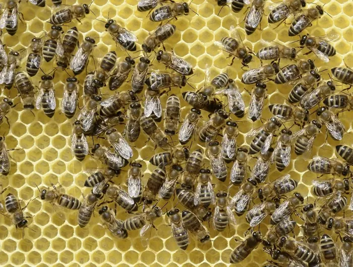 Framed Print : Newly developed honeycomb with worker bees (Apis mellifera var) Framed Print : Newly developed honeycomb with worker bees (Apis mellifera var)