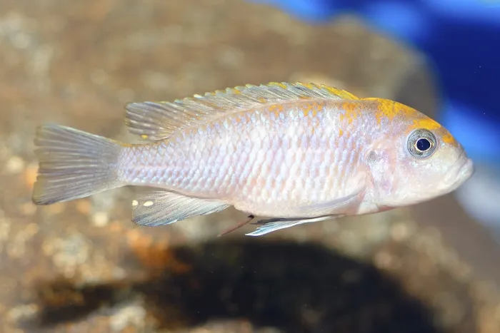 Framed Print : Nice blue cichlid fish from genus Pseudotropheus Framed Print : Nice blue cichlid fish from genus Pseudotropheus
