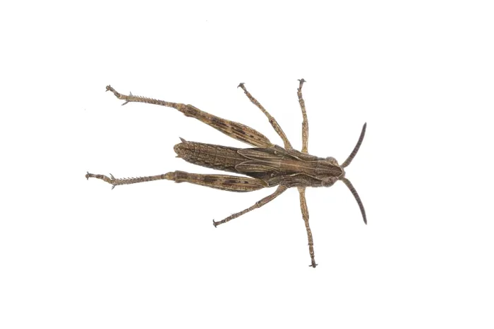 Framed Print : Nice brown grasshopper on a white background