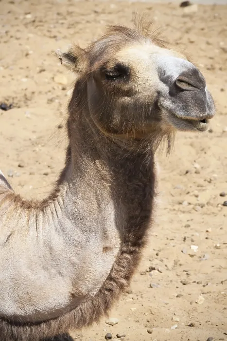 Framed Print : Nice close up photo of big camel Framed Print : Nice close up photo of big camel