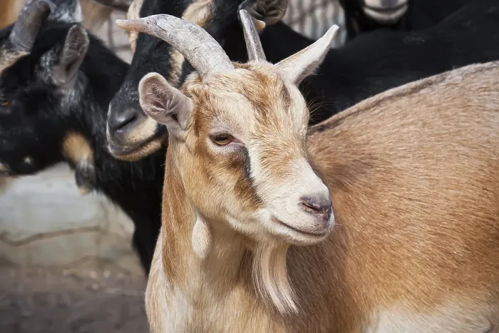 Framed Print : Nice close-up portrait of cute baby goat Framed Print : Nice close-up portrait of cute baby goat