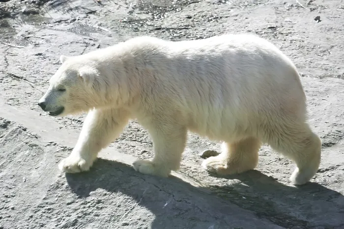 Framed Print : Nice photo of cute white polar bear