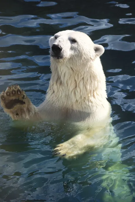Framed Print : Nice photo of cute white polar bear