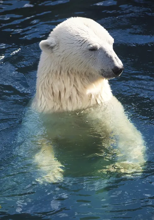 Framed Print : Nice photo of cute white polar bear Framed Print : Nice photo of cute white polar bear