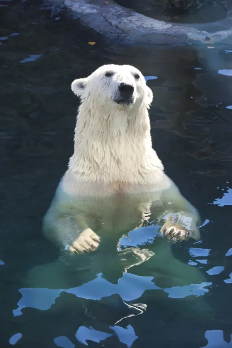 Framed Print : Nice photo of cute white polar bear Framed Print : Nice photo of cute white polar bear