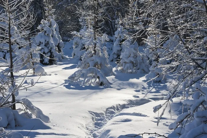 Framed Print : Nice photo of winter forest covered by white snow Framed Print : Nice photo of winter forest covered by white snow
