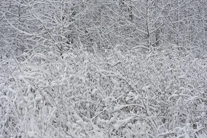Framed Print : Nice photo of winter forest covered by white snow