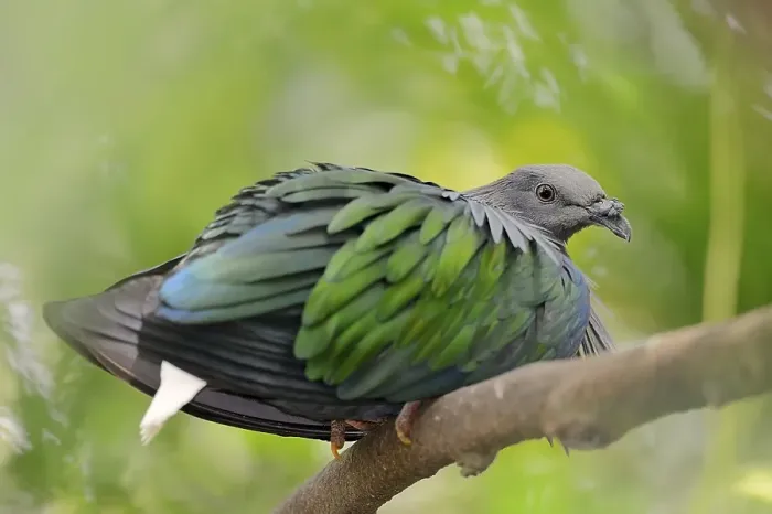 Framed Print : Nicobar Pigeon (Caloenas nicobarica)