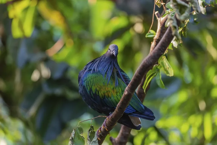 Framed Print : Nicobar Pigeon, Caloenas nicobarica