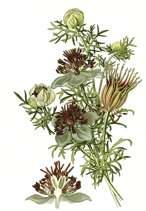 Framed Print : Nigella hispanica, Spanish Fennel Flower