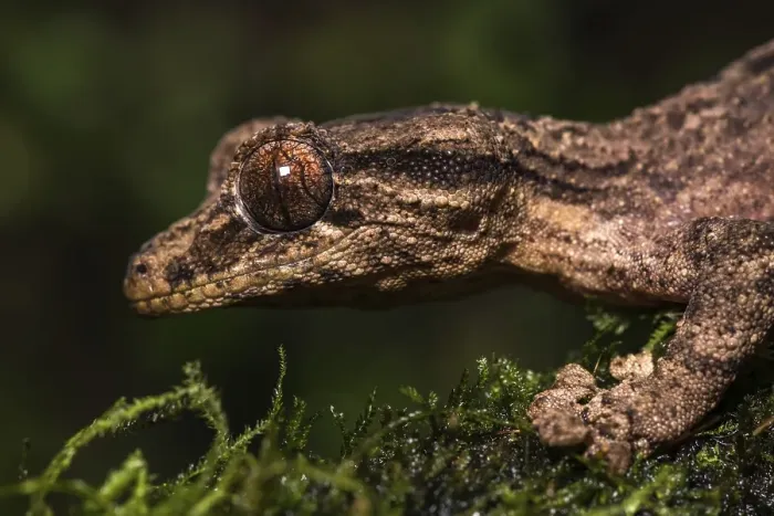 Framed Print : Night active leaf-tailed gecko (Uroplatus alluaudi)