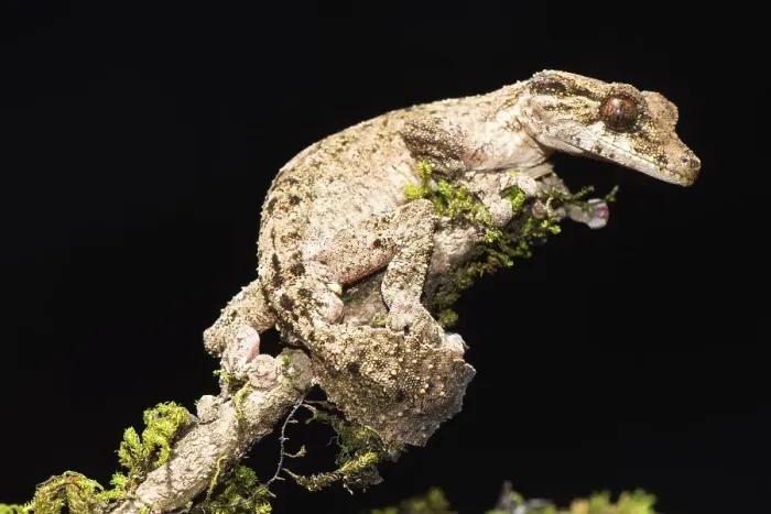 Framed Print : Night active leaf-tailed gecko (Uroplatus alluaudi)
