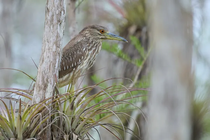 Framed Print : Night heron (Nycticorax nycticorax) Framed Print : Night heron (Nycticorax nycticorax)