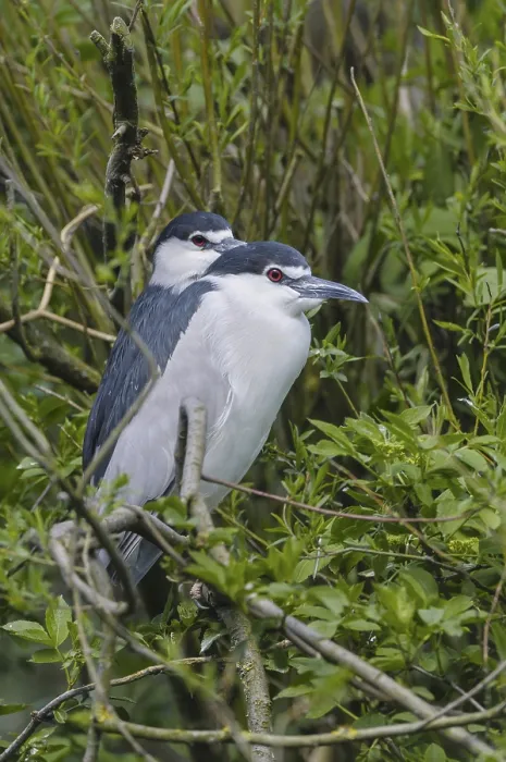 Framed Print : Night heron (Nycticorax nycticorax) Framed Print : Night heron (Nycticorax nycticorax)