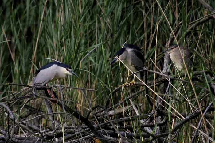 Framed Print : Night heron, Nycticorax nycticorax Framed Print : Night heron, Nycticorax nycticorax