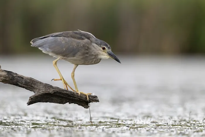Framed Print : Night heron (Nycticorax nycticorax) lurking on a branch Framed Print : Night heron (Nycticorax nycticorax) lurking on a branch