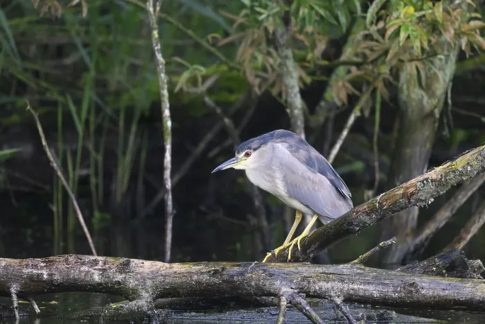 Framed Print : Night heron (Nycticorax nycticorax) on a rotten willow branch