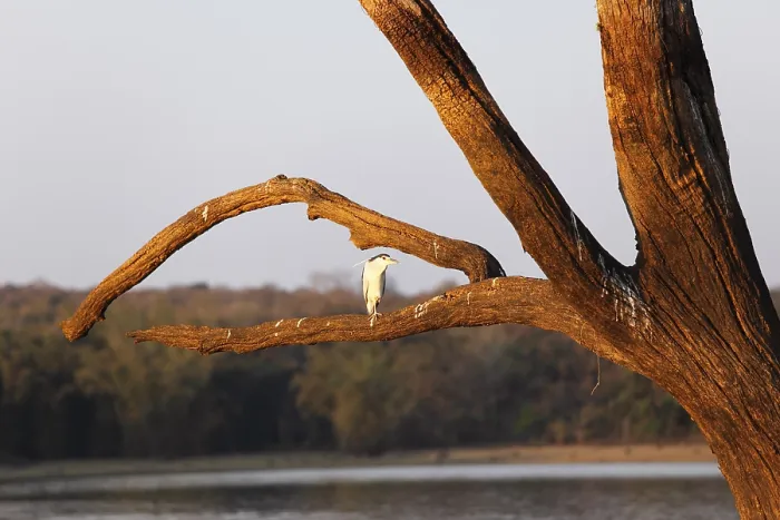 Framed Print : Night heron (Nycticorax nycticorax) on skeleton tree in the reservoir