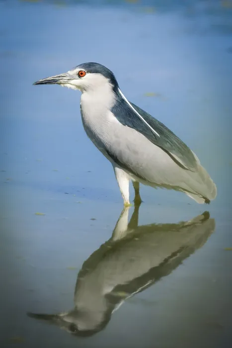 Framed Print : Night Heron reflecting in a pond
