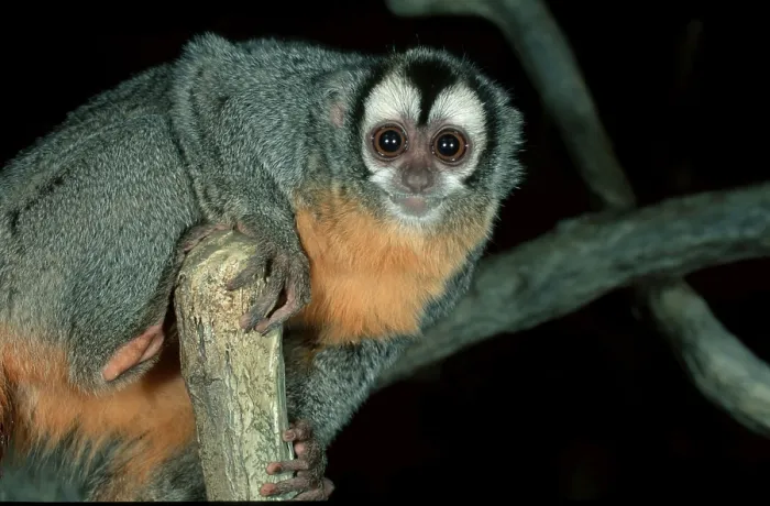 Framed Print : Night Monkey (Aotus trivirgatus)