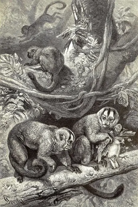 Framed Print : Night monkeys, Aotus, Aotidae, a primate genus and family from the New World monkey group