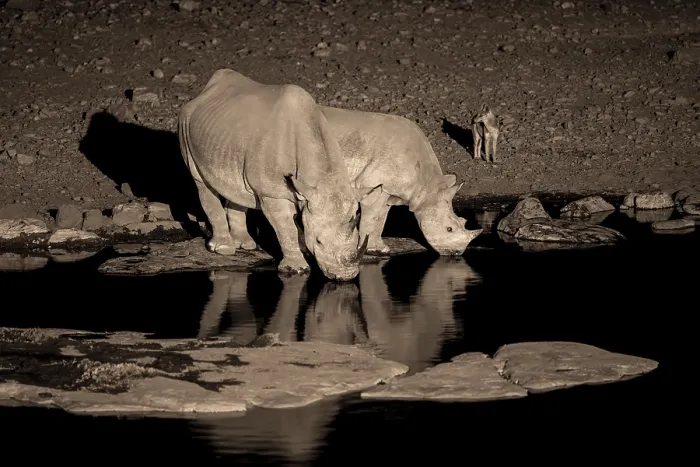 Framed Print : Night shot, black rhino (Diceros bicornis)