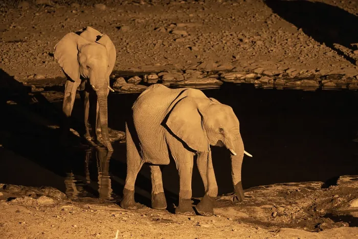 Framed Print : Night view, African elephant (Loxodonta africana)