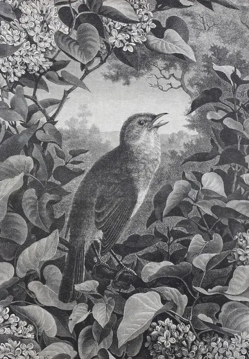 Framed Print : Nightingale (Luscinia megarhynchos)