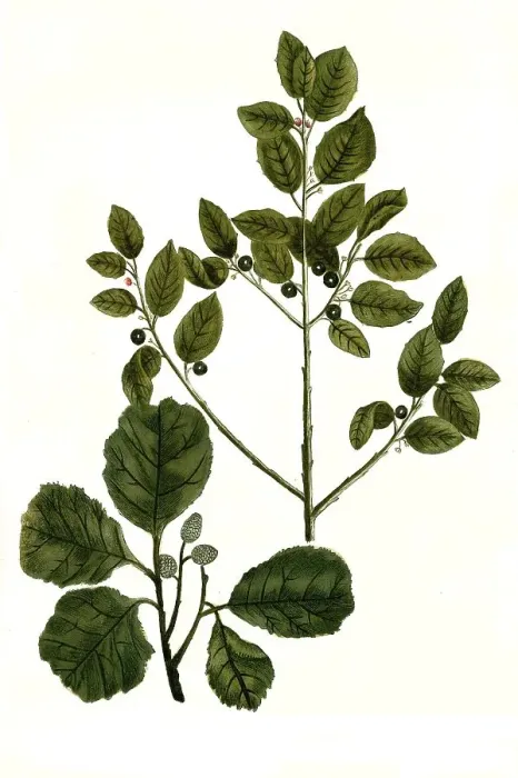 Framed Print : Nigra baccifera, Alnus rotundifolia glutinosa