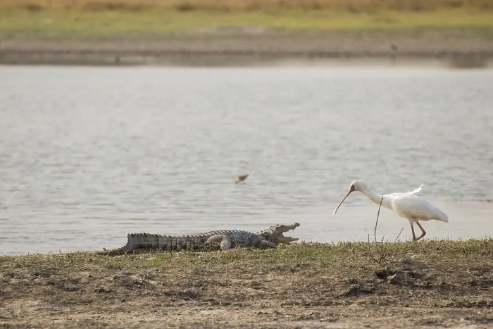 Framed Print : Nile crocodile and African spoonbill (Platalea alba)