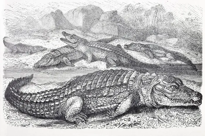 Framed Print : Nile Crocodile (Crocodilus vulgaris)