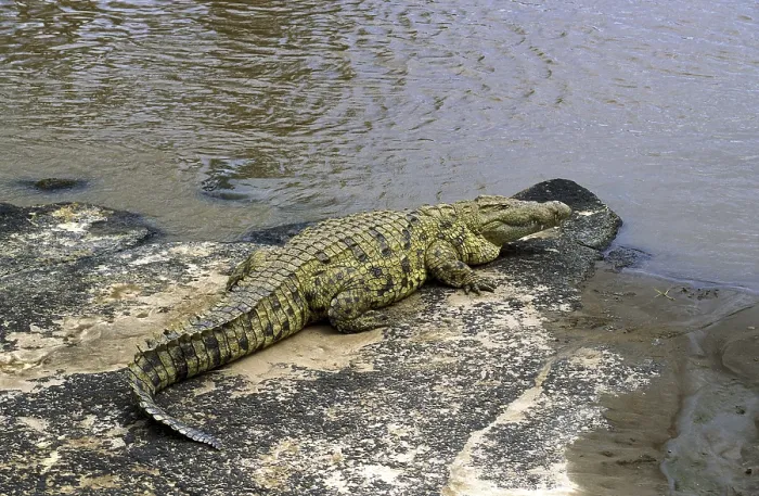 Framed Print : Nile Crocodile (crocodylus niloticus)