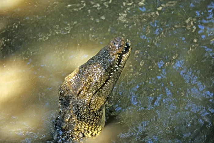 Framed Print : Nile crocodile (Crocodylus niloticus) Framed Print : Nile crocodile (Crocodylus niloticus)