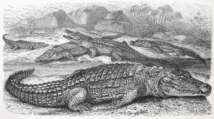 Framed Print : Nile crocodile, Crocodylus niloticusnian crocodile Framed Print : Nile crocodile, Crocodylus niloticusnian crocodile