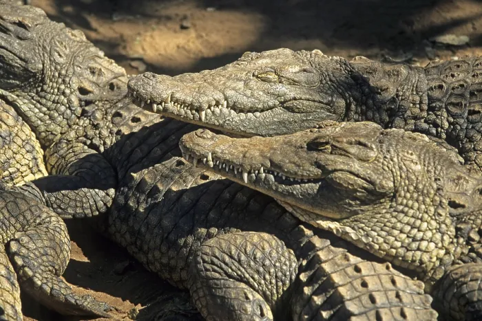 Framed Print : Nile crocodiles (Crocodylus niloticus)