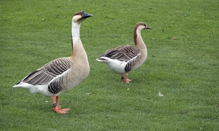 Framed Print : Nile geese