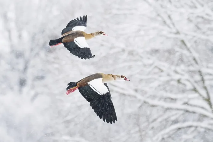 Framed Print : Two Nile Geese (Alopochen aegyptiacus) in flight over a snow-covered landscape during snowfall Framed Print : Two Nile Geese (Alopochen aegyptiacus) in flight over a snow-covered landscape during snowfall