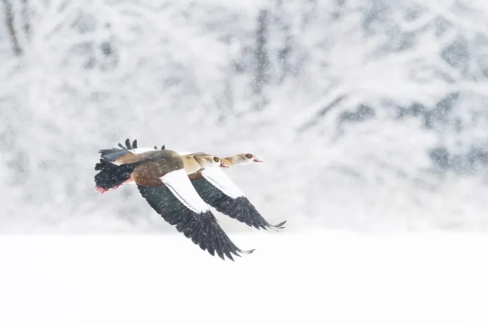 Framed Print : Two Nile Geese (Alopochen aegyptiacus) flying in snowfall against a background of snow-covered trees