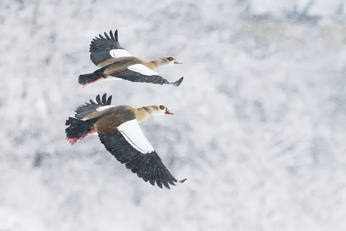 Framed Print : Two Nile Geese (Alopochen aegyptiacus) flying synchronised in front of a snow-covered landscape during snowfall