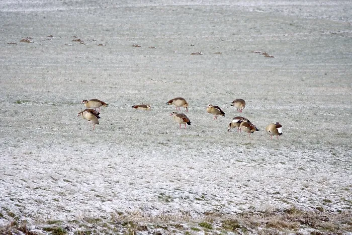 Framed Print : Nile geese in a field in winter, Germany Framed Print : Nile geese in a field in winter, Germany