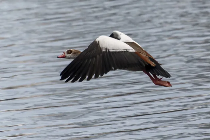 Framed Print : A Nile Goose with spread wings in calm flight over the water