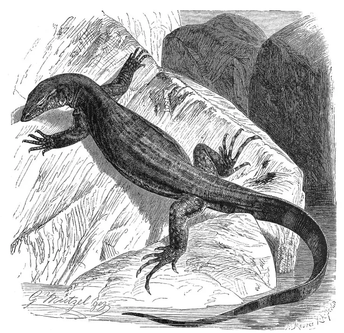 Framed Print : Nile monitor (Varanus niloticus)