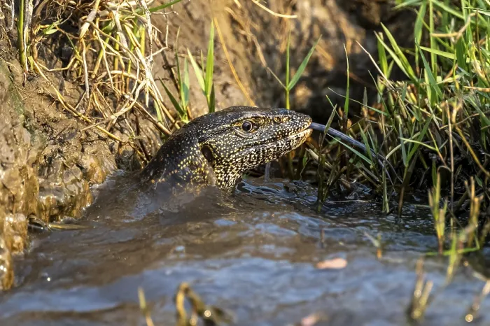 Framed Print : Nile monitor (Varanus niloticus) in the water