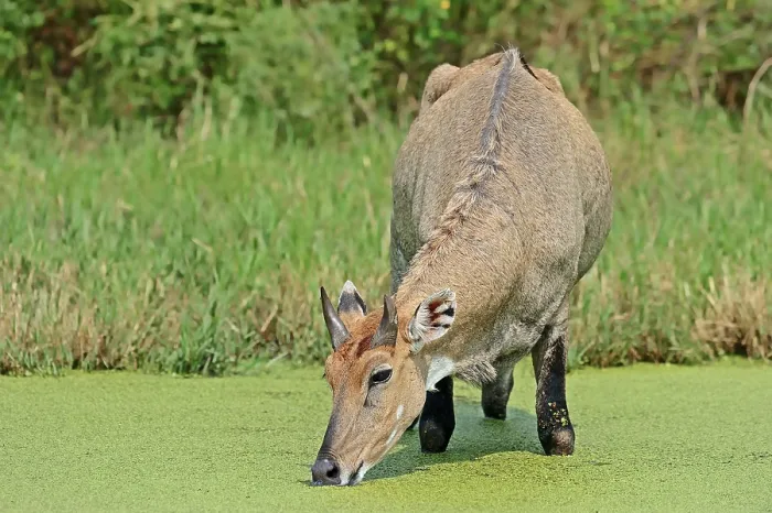 Framed Print : Nilgai (Boselaphus tragocamelus) Framed Print : Nilgai (Boselaphus tragocamelus)