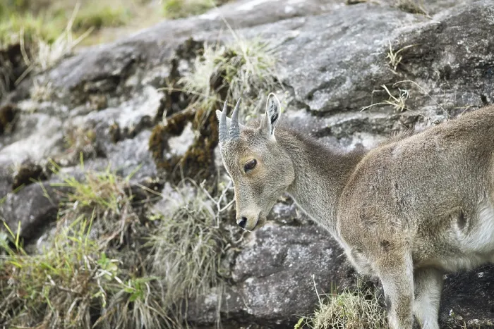 Framed Print : Nilgiri tahr (Nilgiritragus hylocrius)