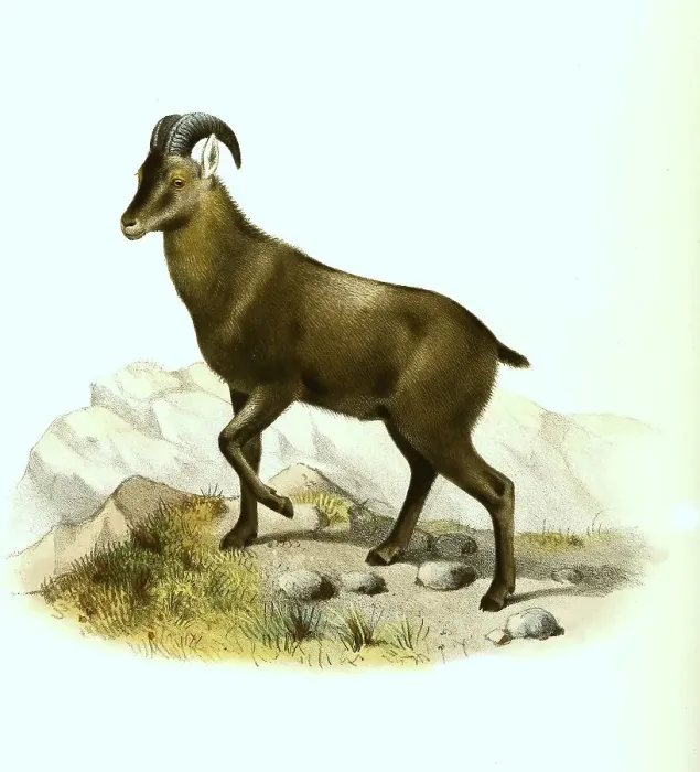 Framed Print : Nilgiri tahr (Nilgiritragus hylocrius) (Hemitragus) Framed Print : Nilgiri tahr (Nilgiritragus hylocrius) (Hemitragus)